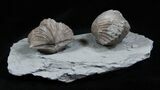 Platystrophia Brachiopods From Kentucky #1844-1